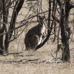 Notamacropus rufogriseus (Red-necked Wallaby) at Mulligans Flat - 2 Sep 2017 by Alison Milton
