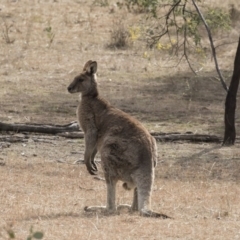 Macropus giganteus (Eastern Grey Kangaroo) at Gungahlin, ACT - 3 Sep 2017 by AlisonMilton
