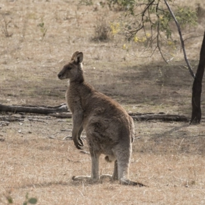Macropus giganteus (Eastern Grey Kangaroo) at Mulligans Flat - 2 Sep 2017 by Alison Milton