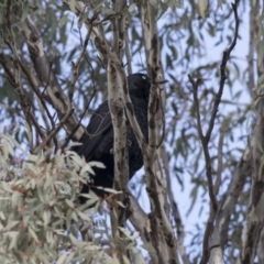 Corvus coronoides (Australian Raven) at Mulligans Flat - 2 Sep 2017 by Alison Milton