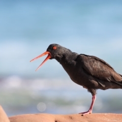 Haematopus fuliginosus (Sooty Oystercatcher) at Merimbula, NSW - 1 Sep 2017 by Leo