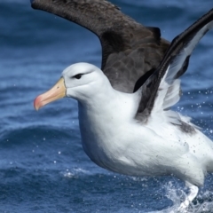 Thalassarche melanophris (Black-browed Albatross) at Undefined - 2 Sep 2017 by Leo