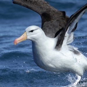 Thalassarche melanophris at Undefined - 2 Sep 2017 10:32 AM