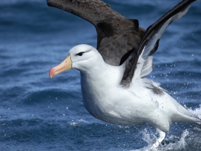 Thalassarche melanophris (Black-browed Albatross) at Undefined - 2 Sep 2017 by Leo