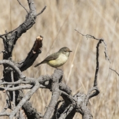 Acanthiza reguloides (Buff-rumped Thornbill) at Mulligans Flat - 2 Sep 2017 by Alison Milton