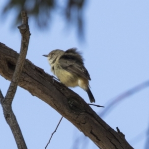 Acanthiza reguloides at Gungahlin, ACT - 3 Sep 2017