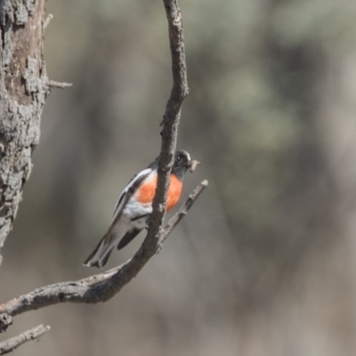 Petroica boodang (Scarlet Robin) at Gungahlin, ACT - 3 Sep 2017 by AlisonMilton