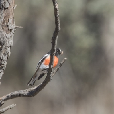 Petroica boodang (Scarlet Robin) at Gungahlin, ACT - 2 Sep 2017 by Alison Milton