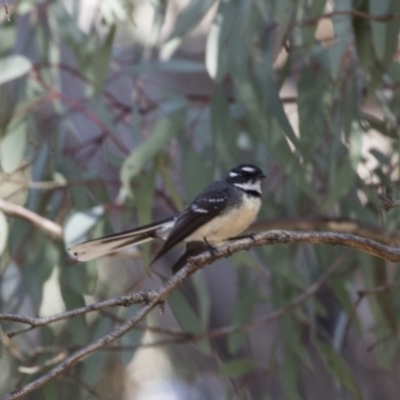 Rhipidura albiscapa (Grey Fantail) at Mulligans Flat - 2 Sep 2017 by Alison Milton