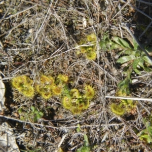 Drosera sp. at Gungahlin, ACT - 3 Sep 2017