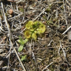 Drosera sp. at Gungahlin, ACT - 3 Sep 2017