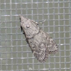 Heteromicta pachytera (Galleriinae subfamily moth) at Pollinator-friendly garden Conder - 26 Feb 2015 by michaelb