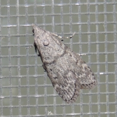 Heteromicta pachytera (Galleriinae subfamily moth) at Conder, ACT - 26 Feb 2015 by MichaelBedingfield