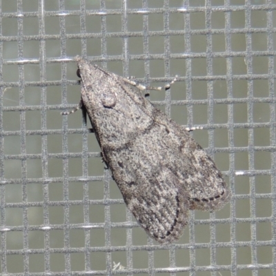 Heteromicta pachytera (Galleriinae subfamily moth) at Conder, ACT - 26 Feb 2015 by michaelb