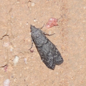 Heteromicta pachytera at Conder, ACT - 26 Feb 2015