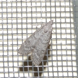 Heteromicta pachytera at Conder, ACT - 27 Feb 2015 10:51 PM