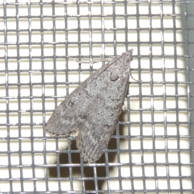 Heteromicta pachytera (Galleriinae subfamily moth) at Conder, ACT - 27 Feb 2015 by michaelb