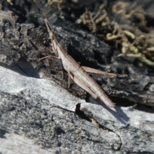 Keyacris scurra at Forde, ACT - 3 Sep 2017 10:17 AM