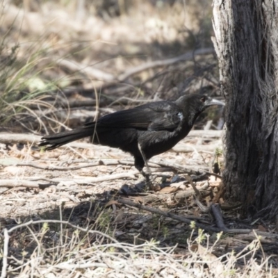 Corcorax melanorhamphos (White-winged Chough) at Gungahlin, ACT - 3 Sep 2017 by Alison Milton