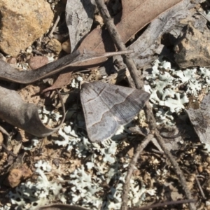 Antasia flavicapitata at Gungahlin, ACT - 3 Sep 2017