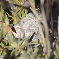 Antasia flavicapitata at Gungahlin, ACT - 3 Sep 2017