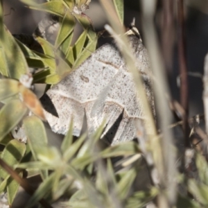 Antasia flavicapitata at Gungahlin, ACT - 3 Sep 2017 10:28 AM