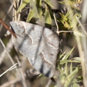 Antasia flavicapitata at Gungahlin, ACT - 3 Sep 2017 10:28 AM