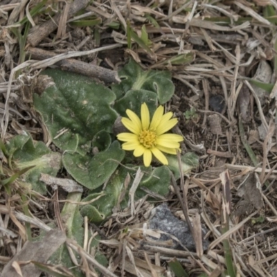 Cymbonotus sp. (preissianus or lawsonianus) (Bears Ears) at Mulligans Flat - 3 Sep 2017 by AlisonMilton