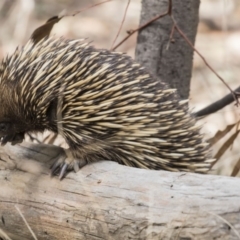 Tachyglossus aculeatus (Short-beaked Echidna) at Gungahlin, ACT - 3 Sep 2017 by AlisonMilton