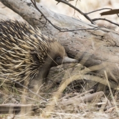 Tachyglossus aculeatus at Gungahlin, ACT - 3 Sep 2017 11:01 AM