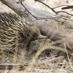 Tachyglossus aculeatus at Gungahlin, ACT - 3 Sep 2017 11:01 AM