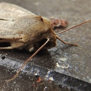 Mythimna (Pseudaletia) convecta at Wanniassa, ACT - 3 Sep 2017