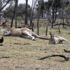 Macropus giganteus (Eastern Grey Kangaroo) at Forde, ACT - 3 Sep 2017 by Alison Milton