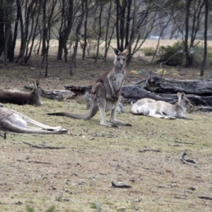 Macropus giganteus at Forde, ACT - 3 Sep 2017 11:33 AM