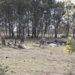 Macropus giganteus at Forde, ACT - 3 Sep 2017