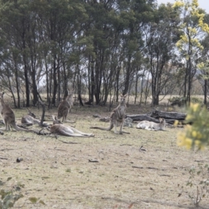 Macropus giganteus at Forde, ACT - 3 Sep 2017 11:33 AM