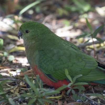 Alisterus scapularis (Australian King-Parrot) at Acton, ACT - 31 Aug 2017 by AlisonMilton