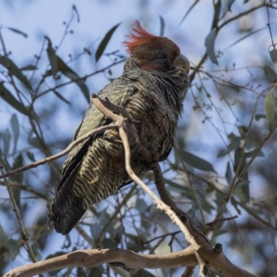 Callocephalon fimbriatum (Gang-gang Cockatoo) at Phillip, ACT - 30 Aug 2017 by AlisonMilton