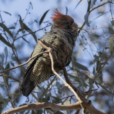 Callocephalon fimbriatum (Gang-gang Cockatoo) at Phillip, ACT - 30 Aug 2017 by Alison Milton