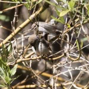 Malurus cyaneus at Acton, ACT - 28 Aug 2017 10:27 AM