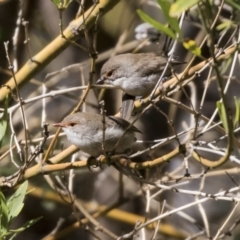 Malurus cyaneus at Acton, ACT - 28 Aug 2017