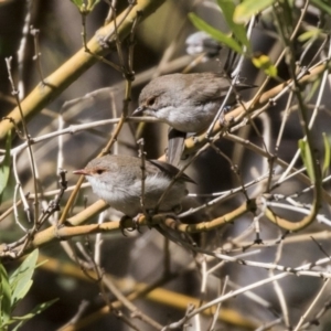 Malurus cyaneus at Acton, ACT - 28 Aug 2017 10:27 AM