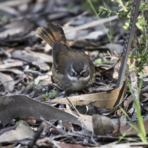 Sericornis frontalis at Canberra Central, ACT - 28 Aug 2017 11:19 AM