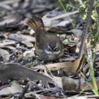 Sericornis frontalis (White-browed Scrubwren) at Canberra Central, ACT - 28 Aug 2017 by Alison Milton