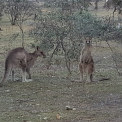 Macropus giganteus (Eastern Grey Kangaroo) at Mount Mugga Mugga - 3 Sep 2017 by Mike