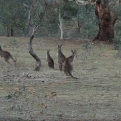 Macropus giganteus at Symonston, ACT - 3 Sep 2017 04:32 PM