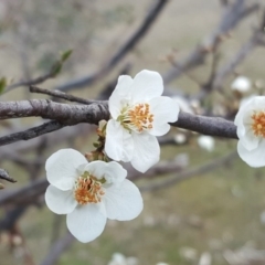 Prunus sp. (A Plum) at Mount Mugga Mugga - 3 Sep 2017 by Mike