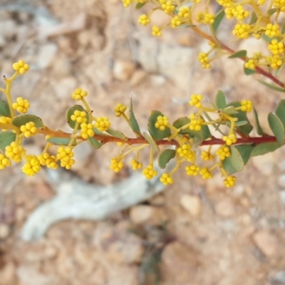 Acacia sp. (A Wattle) at Symonston, ACT - 3 Sep 2017 by Mike