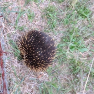 Tachyglossus aculeatus at McQuoids Hill - 27 Mar 2017 07:18 PM