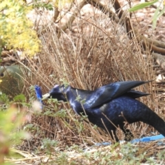 Ptilonorhynchus violaceus (Satin Bowerbird) at Kambah, ACT - 27 Aug 2017 by HelenCross